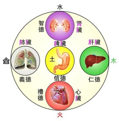 心屬|心 (臟腑)